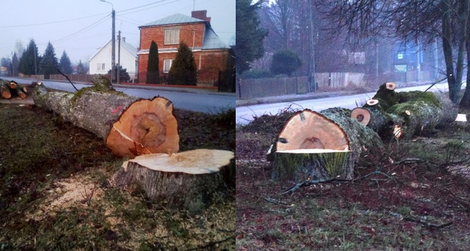 Białowieża: wycięto drzewa pod pas zieleni, na którym-być może kiedyś-zostaną posadzone drzewa