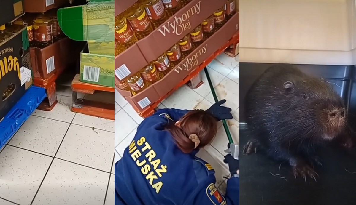 Łódź: nutria zafascynowana paletami w Biedronce postanowiła odwiedzić dyskont