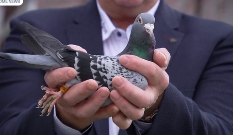 Gołąb "Armando" sprzedany na aukcji w Belgii za 1 mln 252 tys. euro