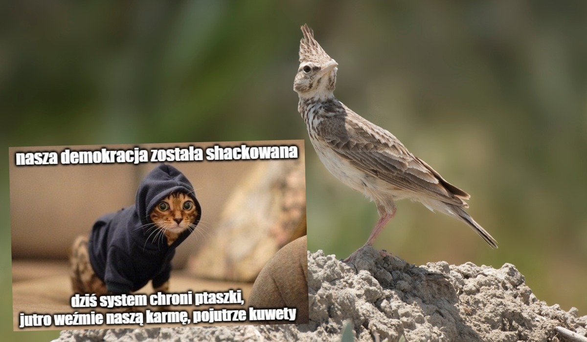 Niemcy: w jednej miejscowości wszystkie koty dostaną areszt domowy, żeby nie zeżarły chronionych ptaszków