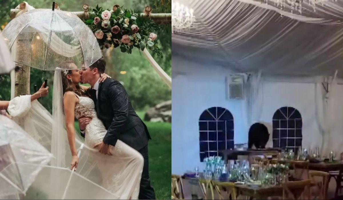 Niedźwiedź nie dostał zaproszenia na wesele, ale i tak przyszedł i się poczęstował