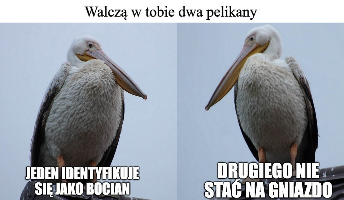 Pelikan różowy z kryzysem tożsamości zawitał do Polski, udaje bociana i wdaje się w bójki