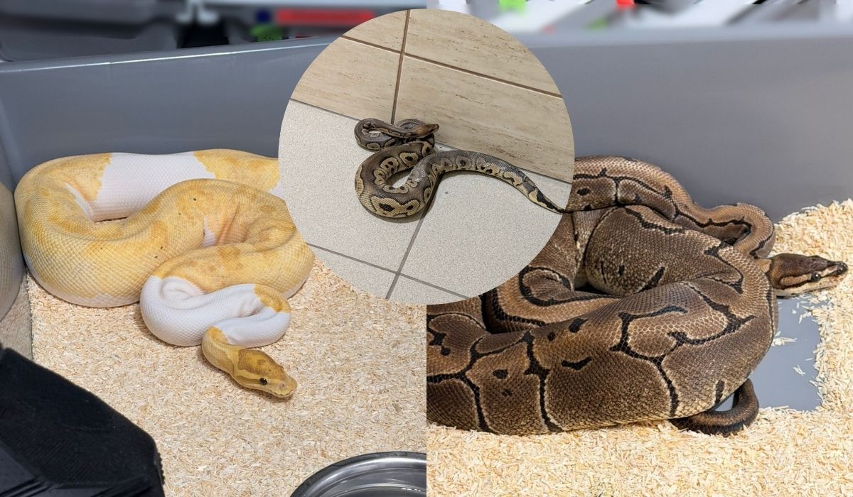 Kraków: policja zaopiekuje się 148 pytonami królewskimi, które ktoś na luzaku hodował sobie w bloku