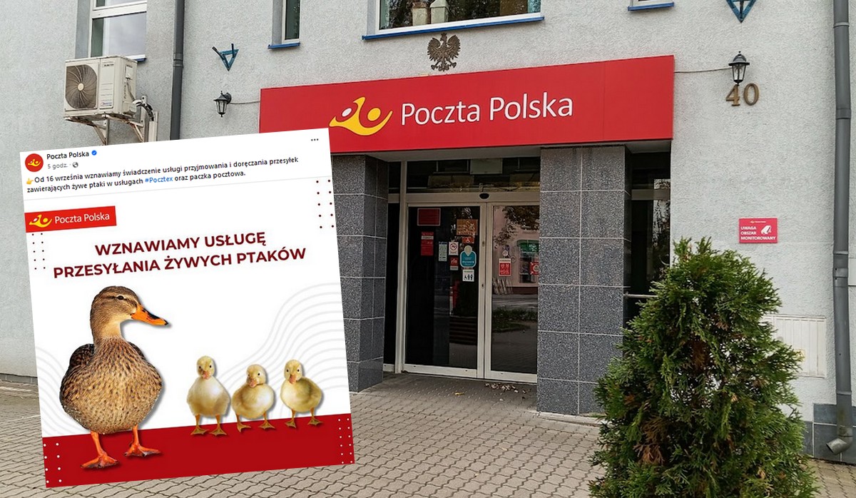 Poczta Polska wznawia usługę dostarczania żywych ptaków