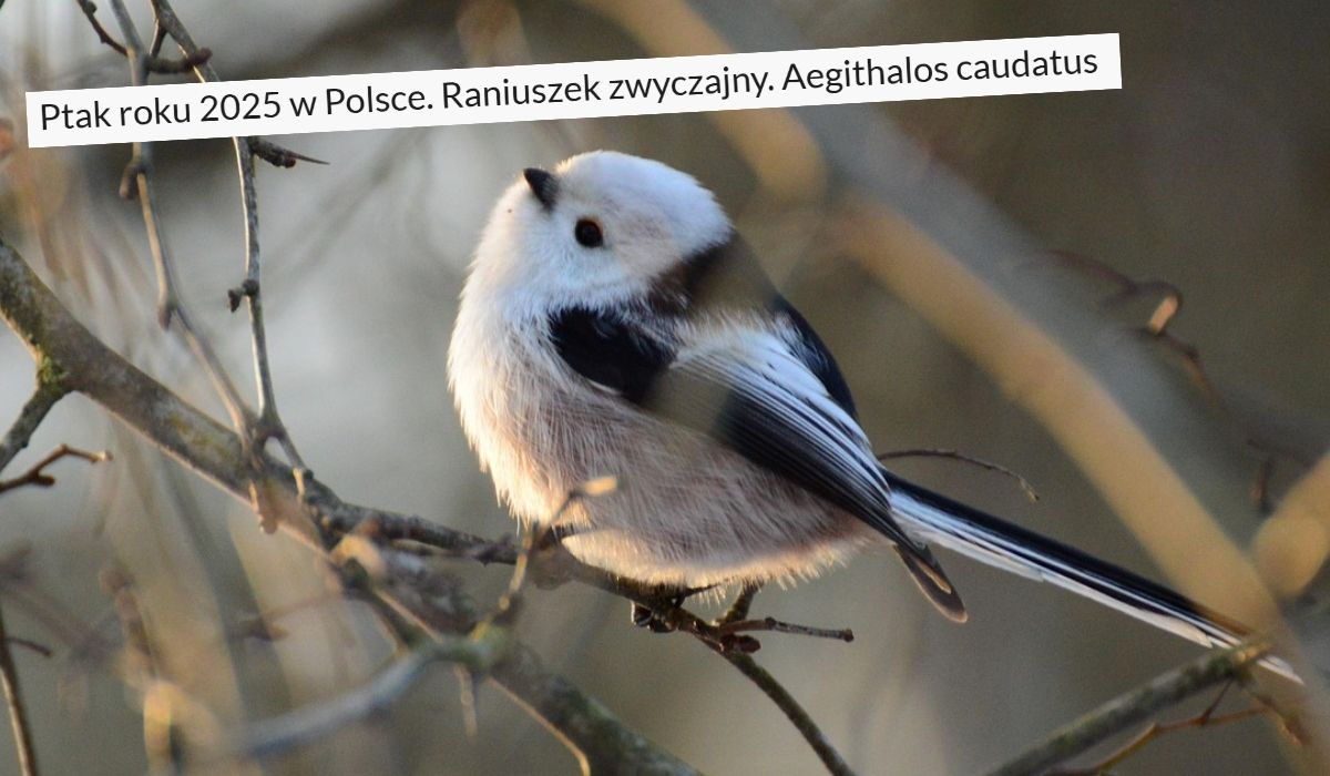Raniuszek został ptakiem roku 2025, bo jest niezwykłym słodziakiem