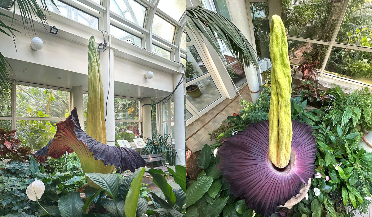 Dziwidło olbrzymie wzięło i zakwitło, zaśmierdziało i sprowadziło tłumy obserwujących