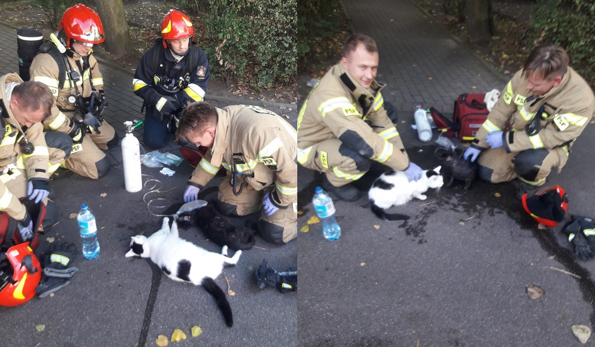 Gdynia: strażacy uratowali dwa kitku z pożaru