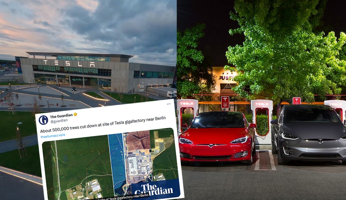 Niemcy: pomimo protestów, wycięto pół miliona drzew pod nową, wielką fabrykę Tesli