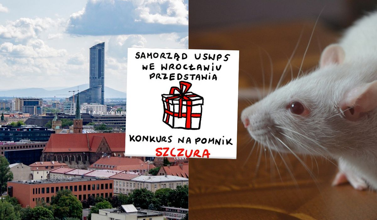 Wrocław: szczury laboratoryjne i ich wkład w naukę zostaną uhonorowane pomnikiem