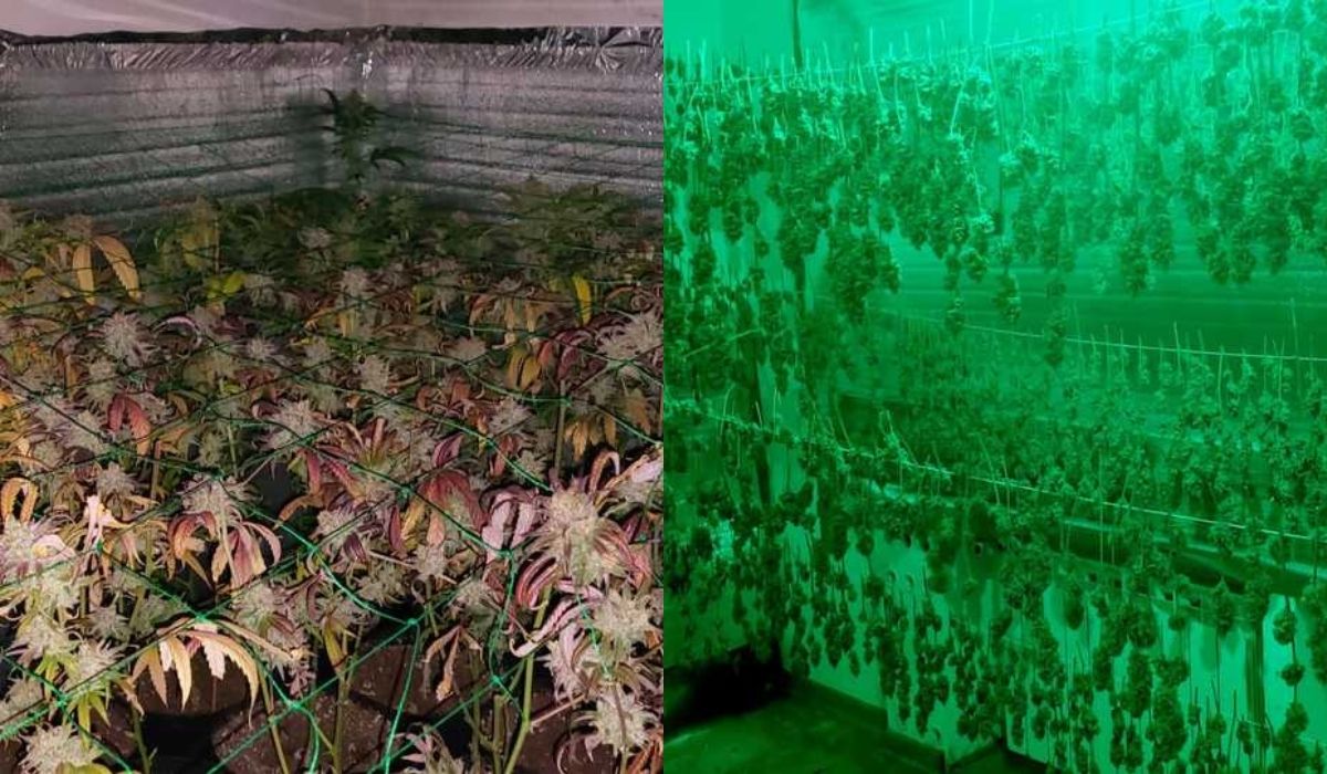 Warszawa: trzej panowie przerobili cały dom na plantację zioła i liczyli, że nikt się nie zorientuje