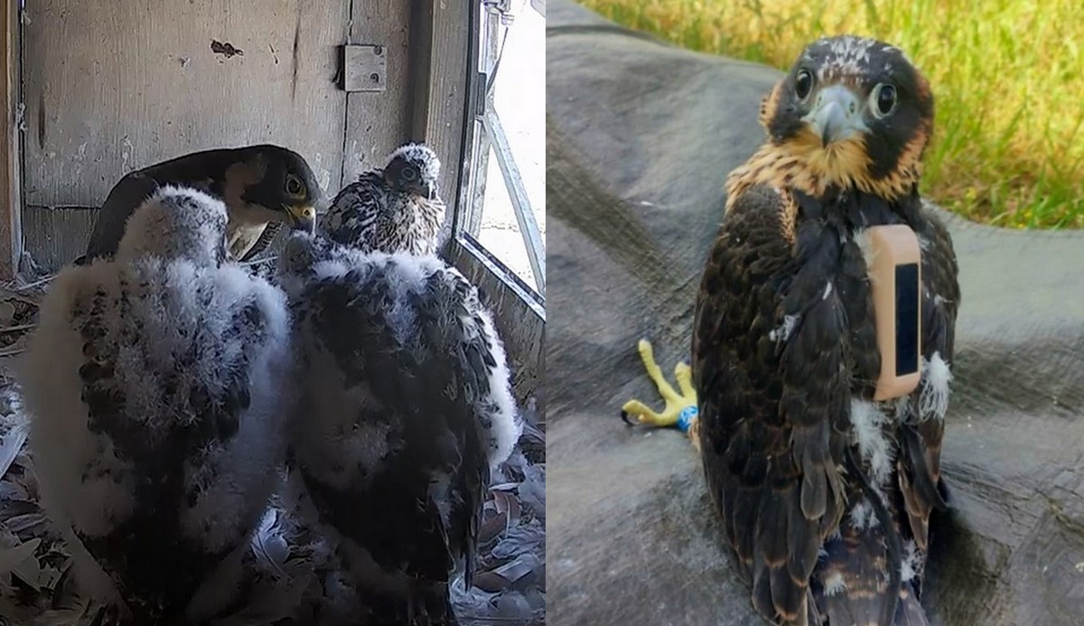 Sokoły TV: odkryto zwłoki Borowego, jednego z trójki dzieci Wrotki