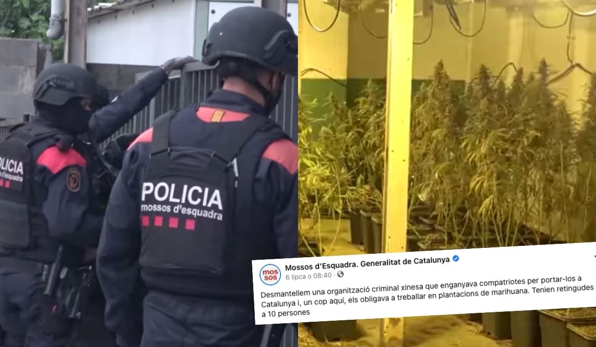 Katalonia: policjanci odbili z rąk chińskich gangsterów niewolników zmuszonych do uprawy marihuany