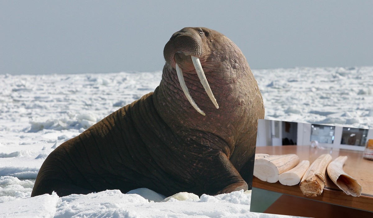 Celnicy w sortowni przesyłek w Pruszczu Gdańskim w jednej z paczek znaleźli kły morsa arktycznego