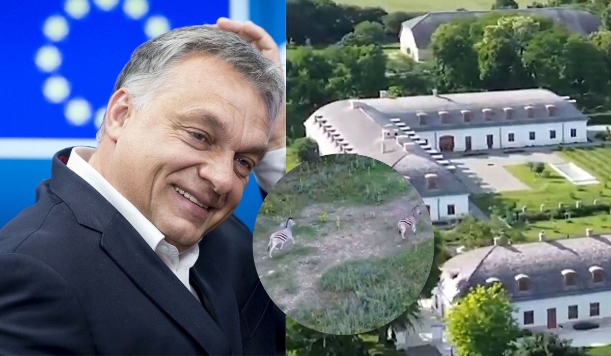 Ktoś się nie bał i nagrał dronem posiadłość Viktora Orbana, szczególne zainteresowanie wzbudziły zebry