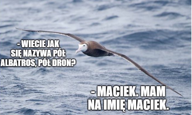 Żywe drony: albatrosy z małymi radarami pomagają namierzać nielegalne połowy