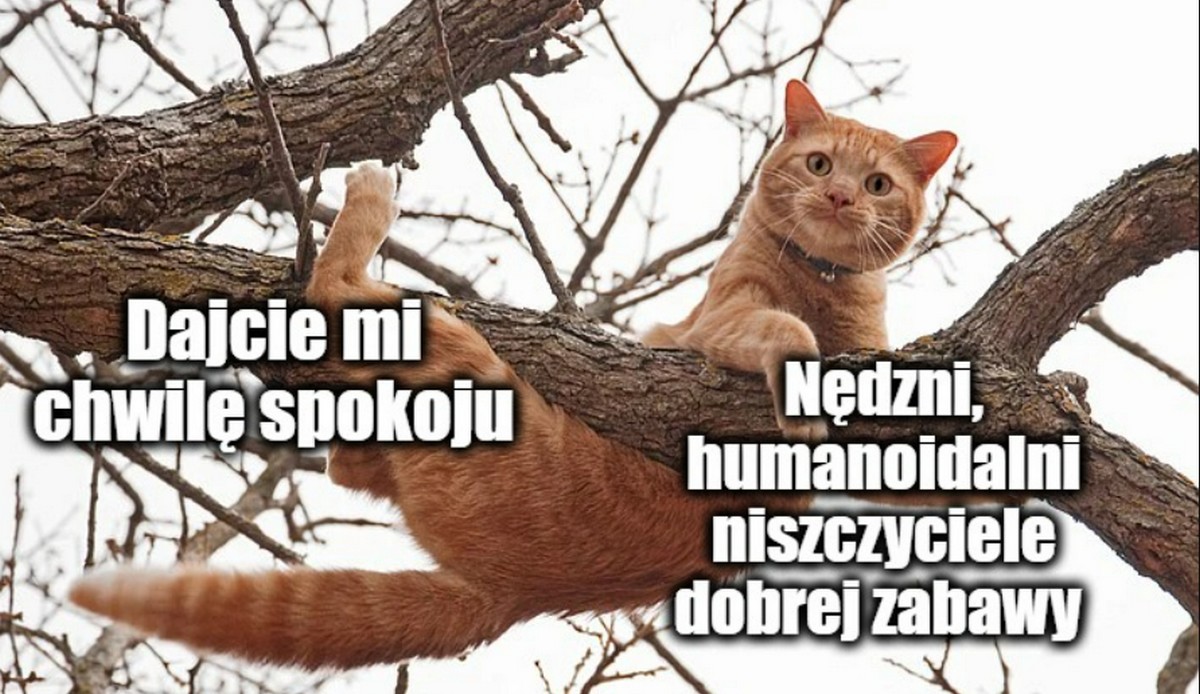 Jaszczurówka: strażacy zdjęli z drzewa kitka, który nie mógł zleźć od dwóch dni