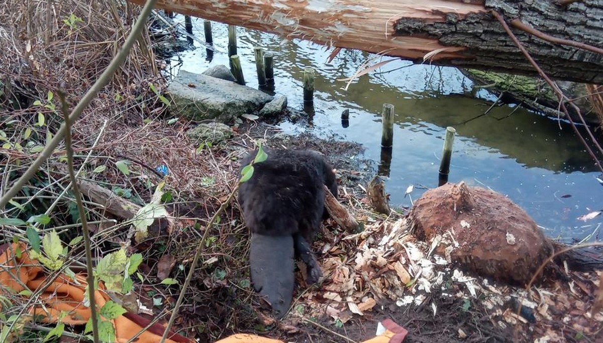 Strażacy pomogli uratować bobra przygniecionego przez drzewo ( ᴜ ω ᴜ )