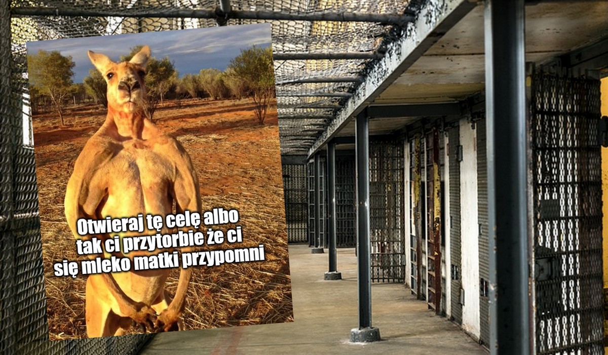 Czechy: z zakładu karnego uciekł kangur, chociaż nie był więźniem, bo pomagał w resocjalizacji