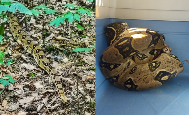 Poznań: obok placu zabaw odpoczywał boa dusiciel, został odłowiony przez Eko Patrol