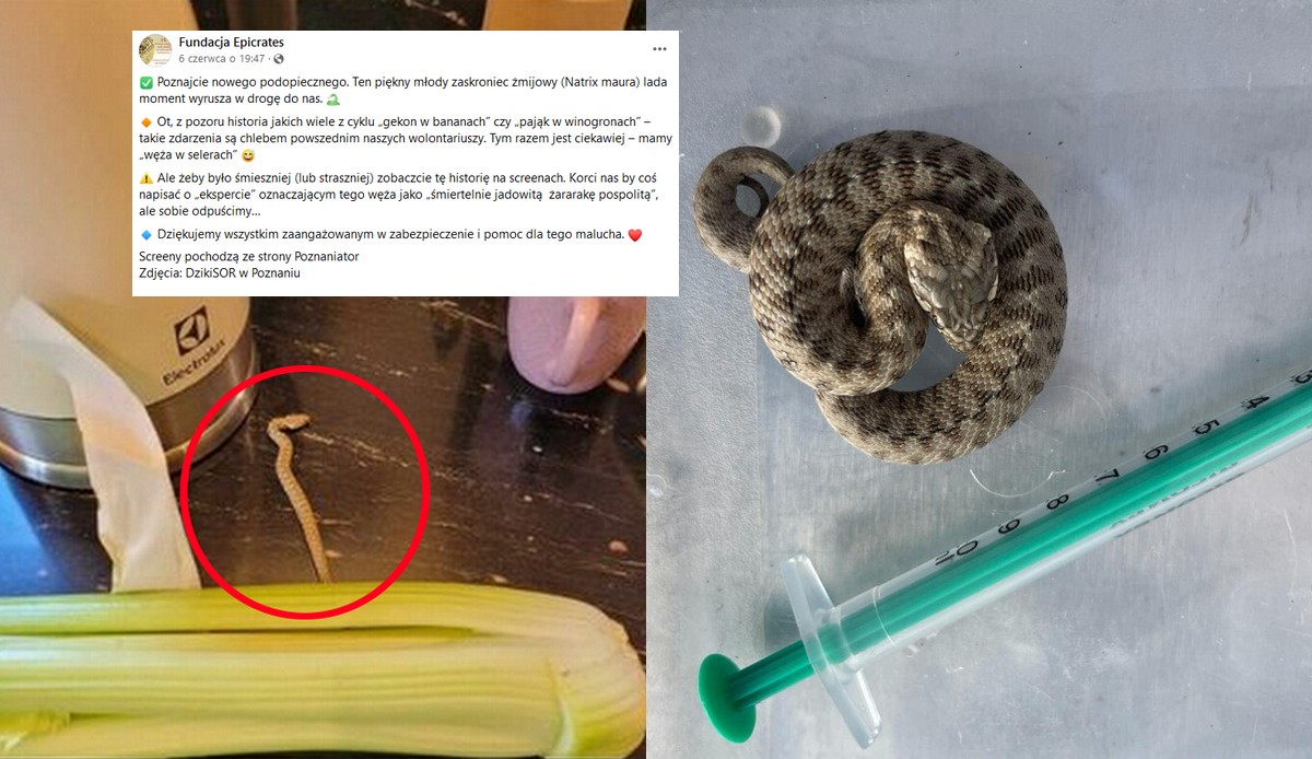 Lidl tłumaczy się z węża mieszkającego w selerze, klientka przyniosła go do domu