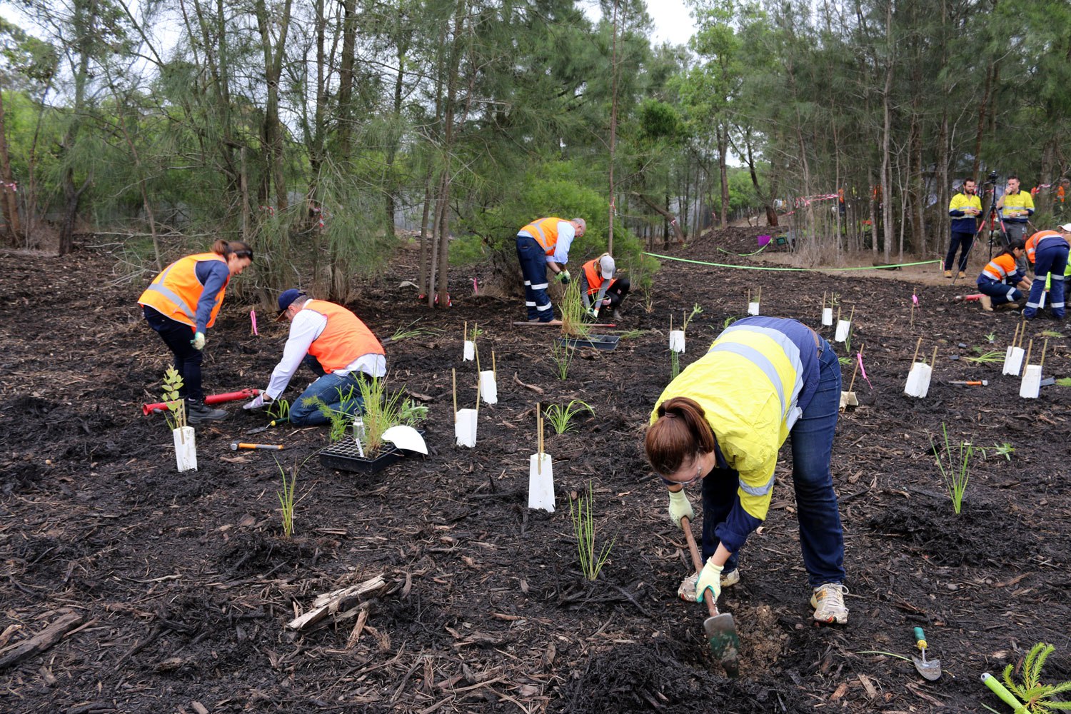 Australia planuje posadzić miliard drzew w ramach walki z ociepleniem klimatu