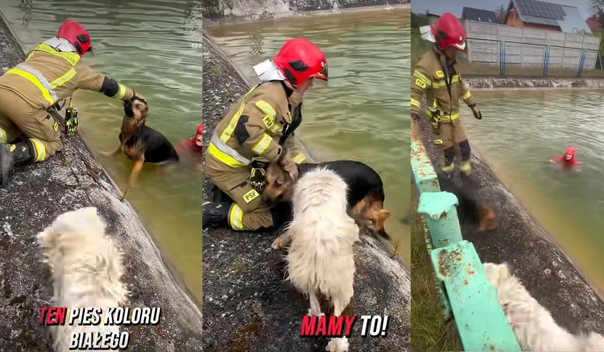 Szczecin: pies wskoczył do wody, żeby ratować swojego ziomka, ostatecznie obu uratowali strażacy