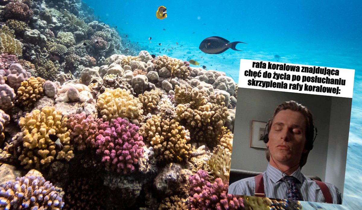 Naukowcy puszczają zdegenerowanej rafie koralowej "dźwięki kwitnięcia" i to rzeczywiście pomaga w regeneracji