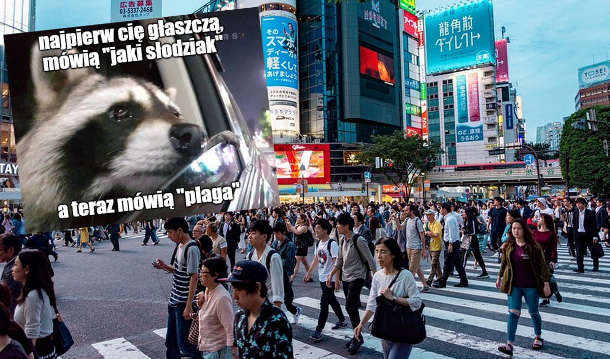 Tokio walczy z plagą szopów praczy, które kiedyś zostały sprowadzone jako zwierzątka domowe