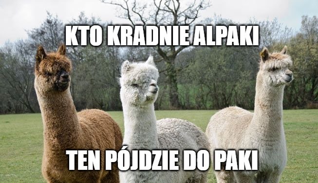 Złodzieje ukradli dwie alpaki spod Lublina, pomóż ich namierzyć