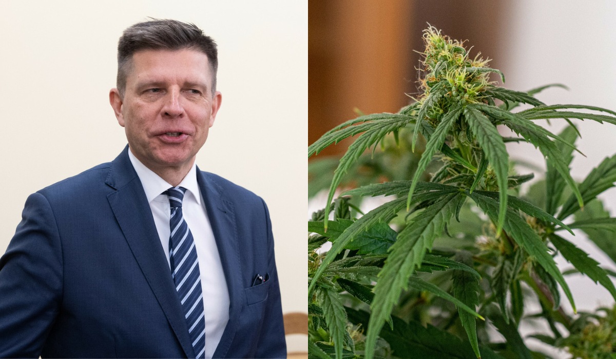 Zespół Petru proponuje bezkarne posiadanie marihuany: do 15 gieta na własny użytek lub jeden krzaczek