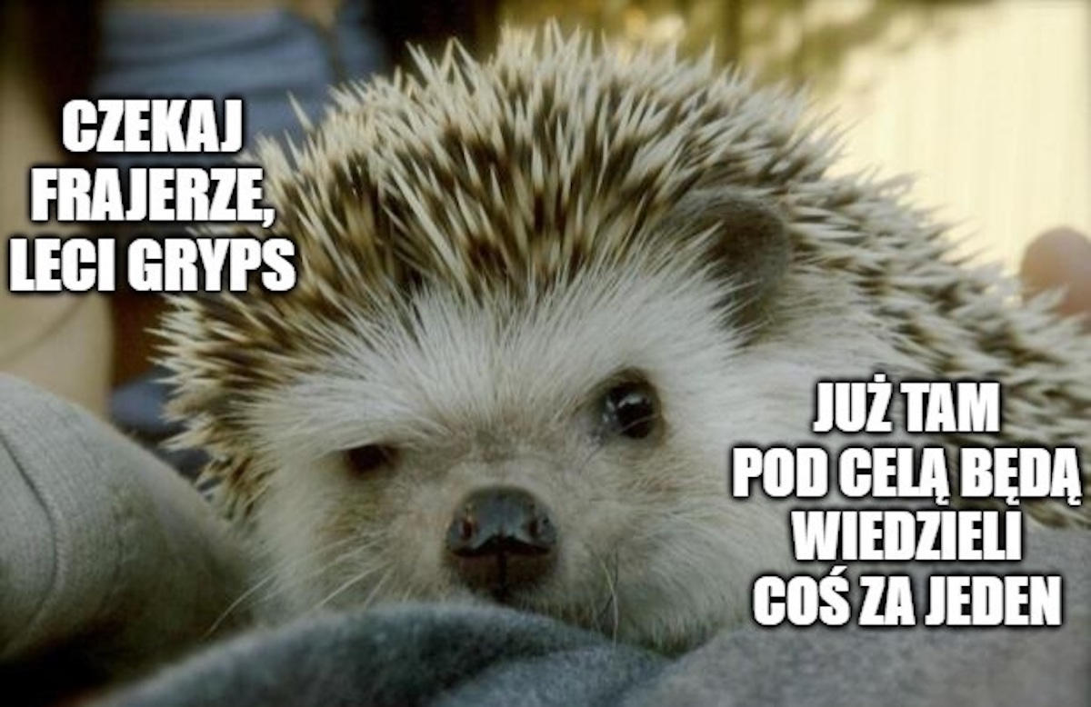 Zielona Góra: facet znęcający się nad jeżami prawomocnie skazany na 2 lata więzienia