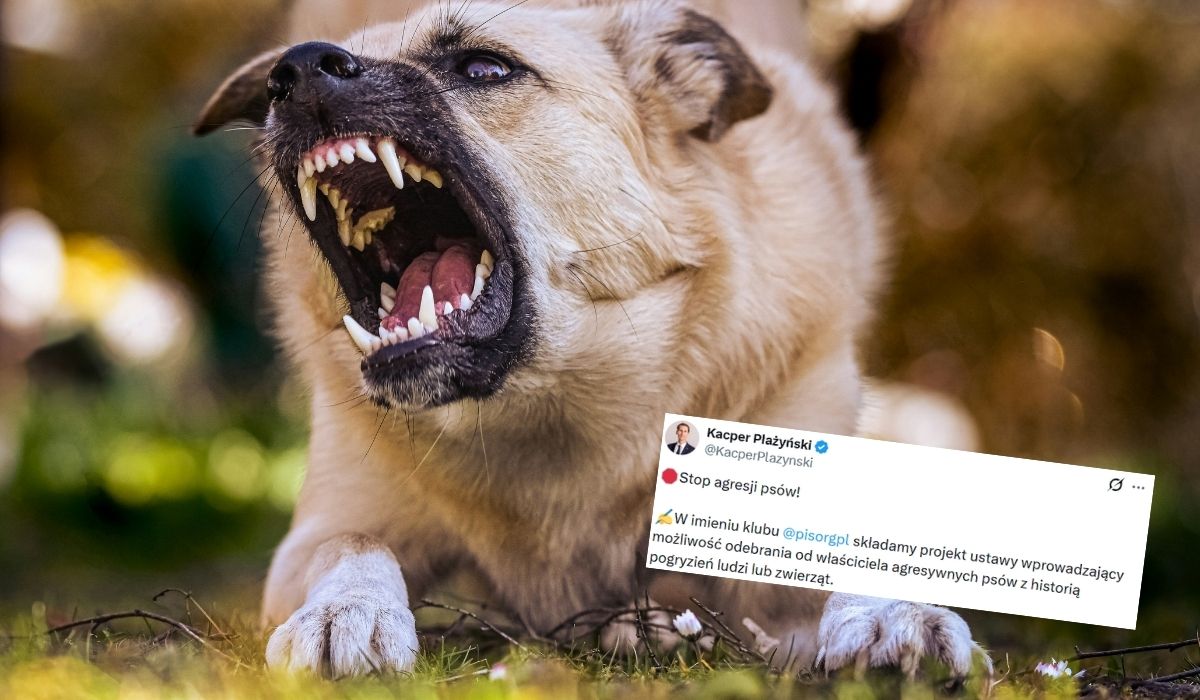 Sejm rozważy szybsze odbieranie agresywnych psów, bez możliwości ponownej adopcji
