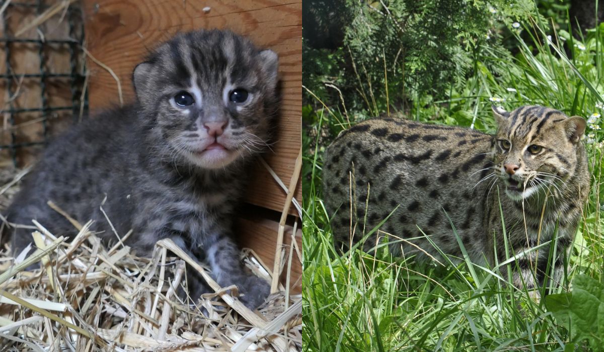 W toruńskim ZOO urodziły się malutkie, zagrożone wyginięciem taraje