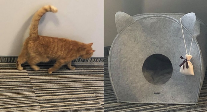 Kraków za trzymaniem bezdomnych kitków w urzędach, ale tak na 50%