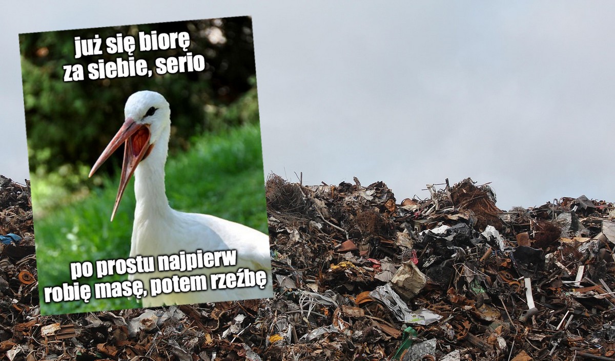 Badanie: spasione jedzeniem ze śmietników bociany mają coraz większe problemy z podróżą między kontynentami