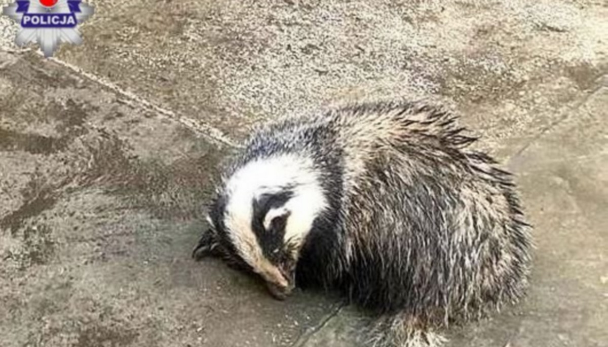Kraśnik: przebudzony z zimowego snu borsuk wtargnął na posesję i nie chciał sobie pójść