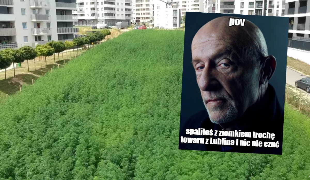 Lublin: młodzież uporczywie sprawdza, czy uprawiane w mieście konopie mają właściwości relaksujące