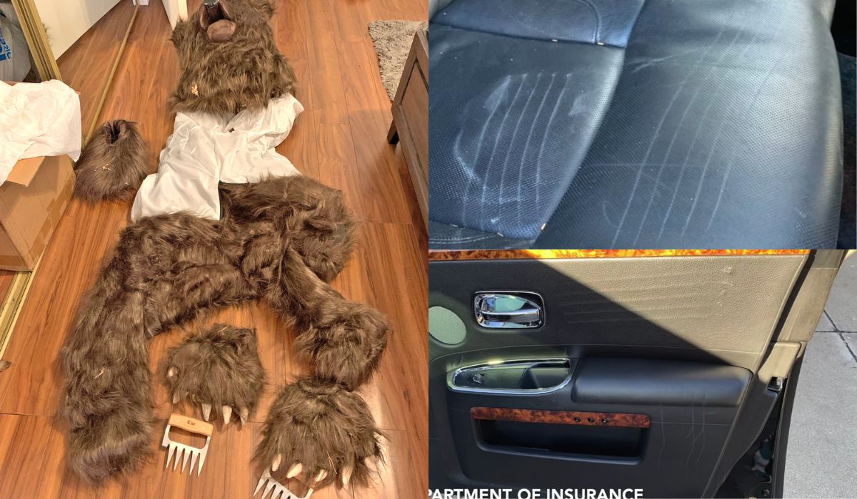 USA: trzech gości zostało skazanych za przebieranie się za niedźwiedzia, atakowanie aut i wyłudzanie ubezpieczenia