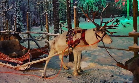 Mikołajowi może zabraknąć reniferów. Naukowcy alarmują, że ich populacja drastycznie maleje