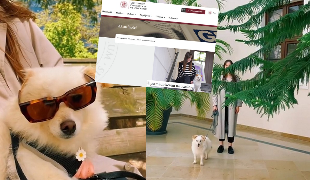 Wrocław: studenci UP mogą brać zwierzątka na zajęcia, jeżeli nie mogą ich zostawić w domu