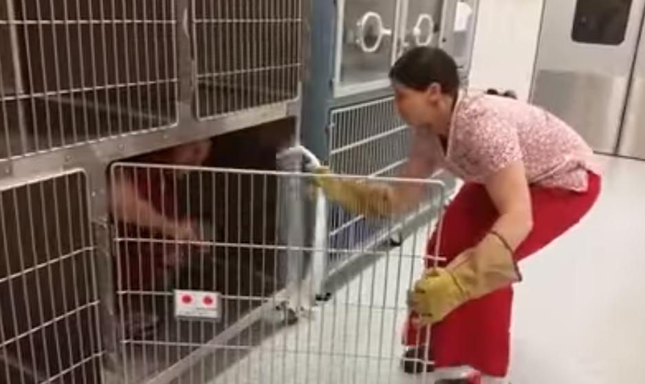 Być może chcesz zobaczyć szkolenie weterynaryjne z kontroli nad kotem