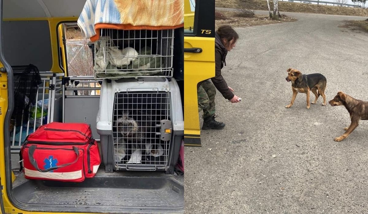 Ekostraż z sukcesami ratuje zwierzaki z Ukrainy: psy, koty, a nawet jeże i lisy