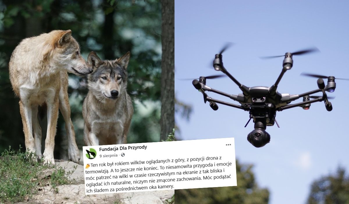 Drony okazały się ciekawym narzędziem do badania populacji wilka