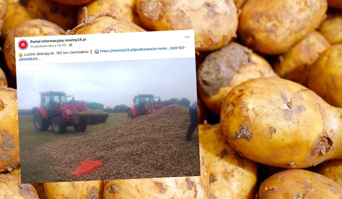 Dąbrowica: rolnikowi ukradziono 150 ton ziemniaków, bo ktoś puścił plotkę, że są za darmo