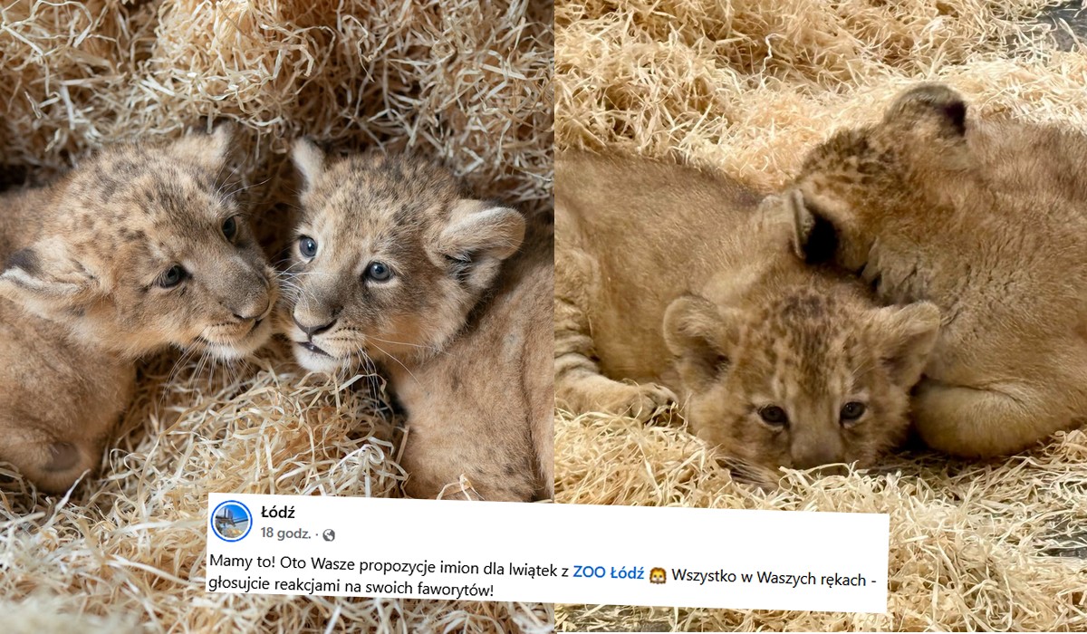 Łódzkie zoo prowadzi głosowanie jak nazwać lwiątka, prowadzą Szpulka i Supeł