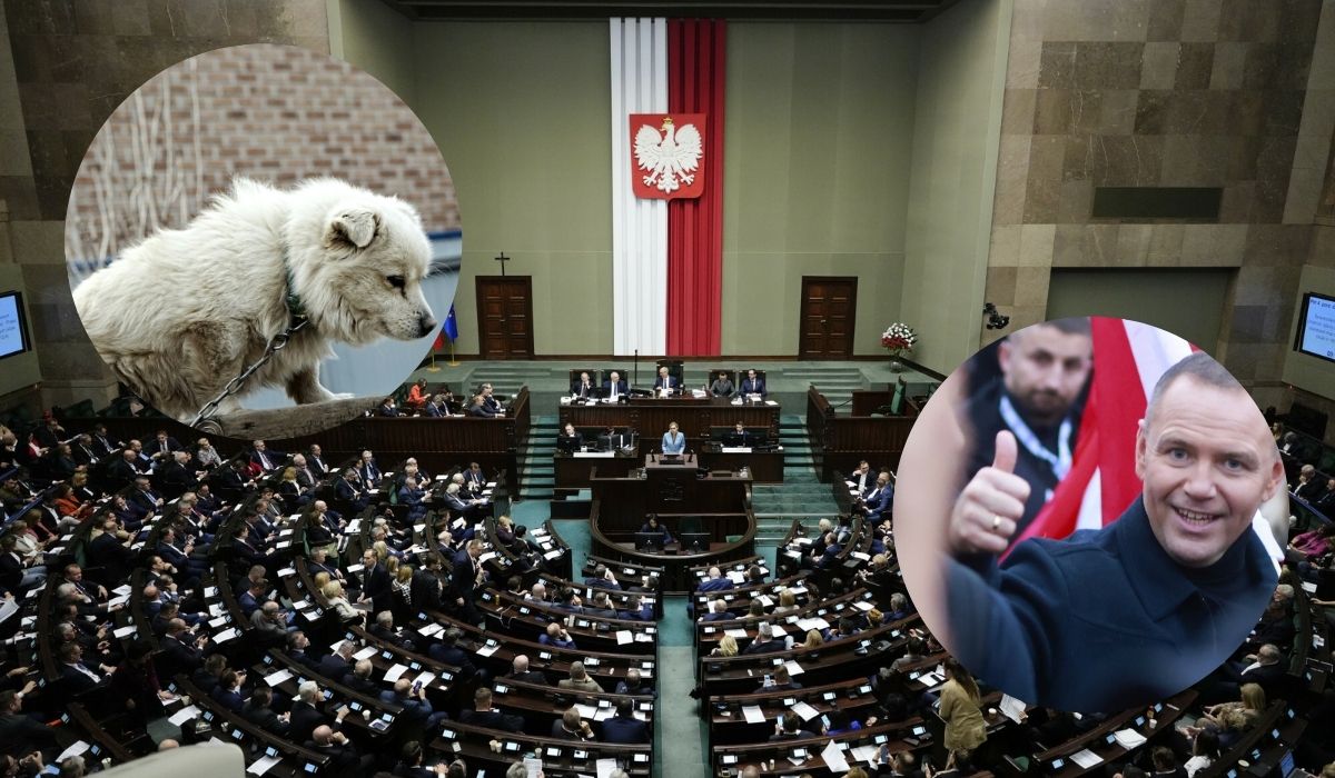 Trzymanie psów i kotów na uwięzi ma stać się zakazane, Sejm uchwalił ustawę antyłańcuchową