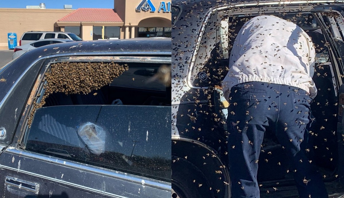 USA: jednemu panu wsiadł do samochodu rój pszczół, pomogła straż pożarna, bo jeden strażak był pszczelarzem