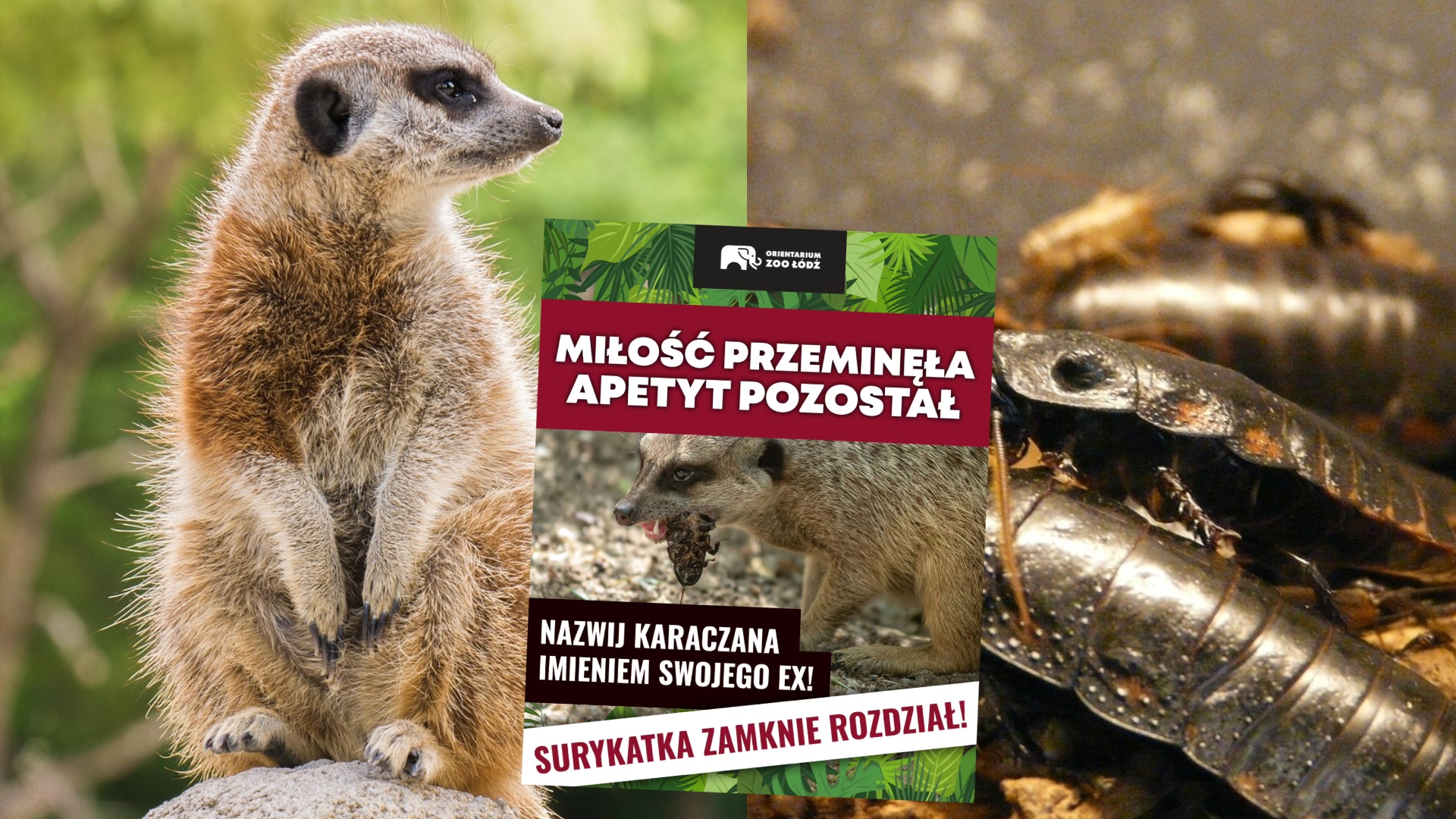 Łódzkie zoo znowu proponuje nazwanie karaczana imieniem swojego ex
