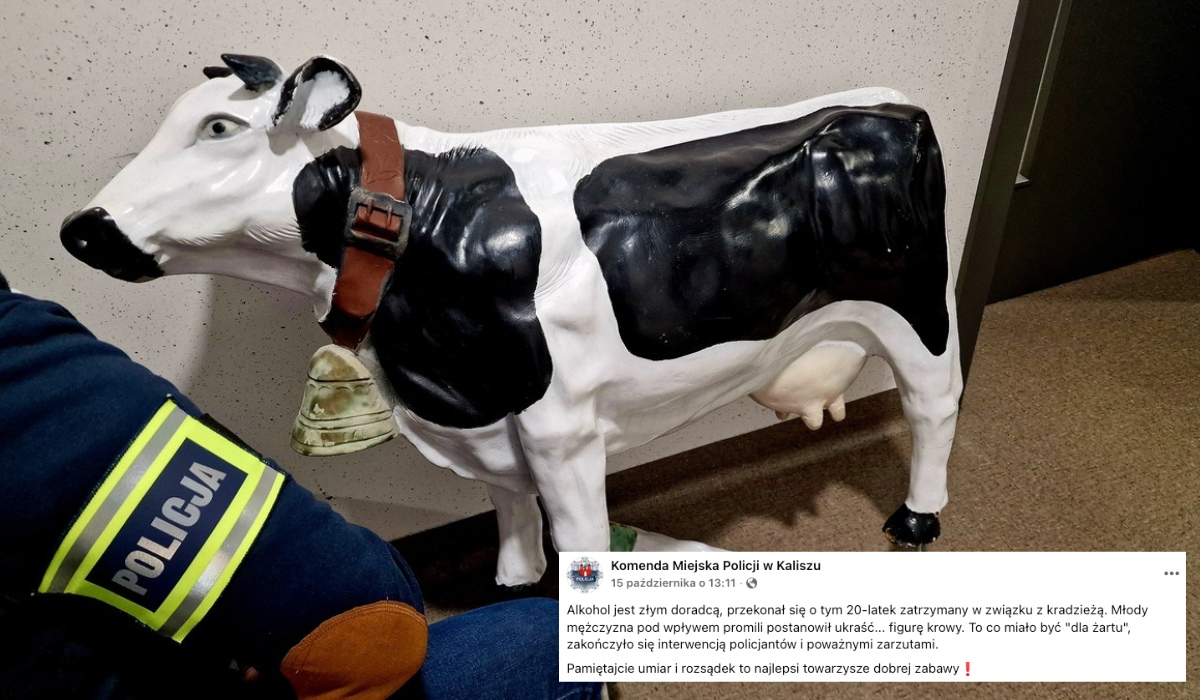 Kalisz: pijany śmieszek "dla żartu" ukradł plastikową krowę, grozi mu 5 lat więzienia