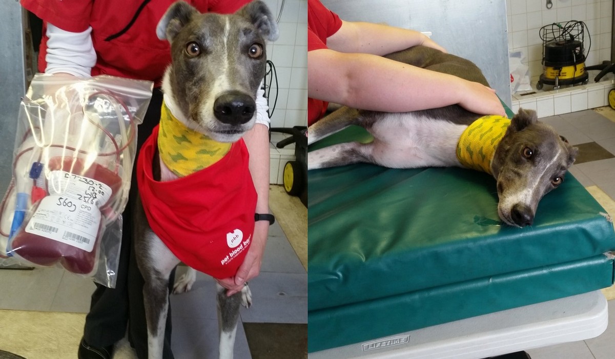 UK: pies-krwiodawca pomógł uratować 88 innych psów, a teraz idzie na emeryturkę, bo mu się należy